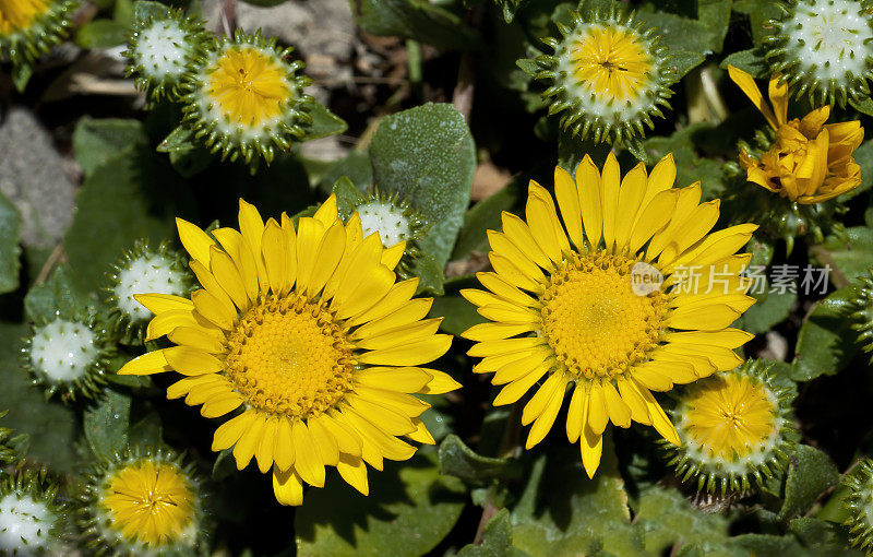 Grindelia stricta是一种开花植物在雏菊科众所周知的普通名称俄勒冈gumplant和俄勒冈gumweed。它原产于从加利福尼亚到阿拉斯加的北美西海岸，是沿海植物群落的居民